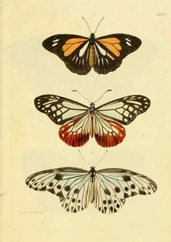 Reproducción/Reproduction 6032363386: Descriptions and figures of some new lepidopterous insects, chiefly from Nepal London :Longman, Brown, Green, and Longmans,1846