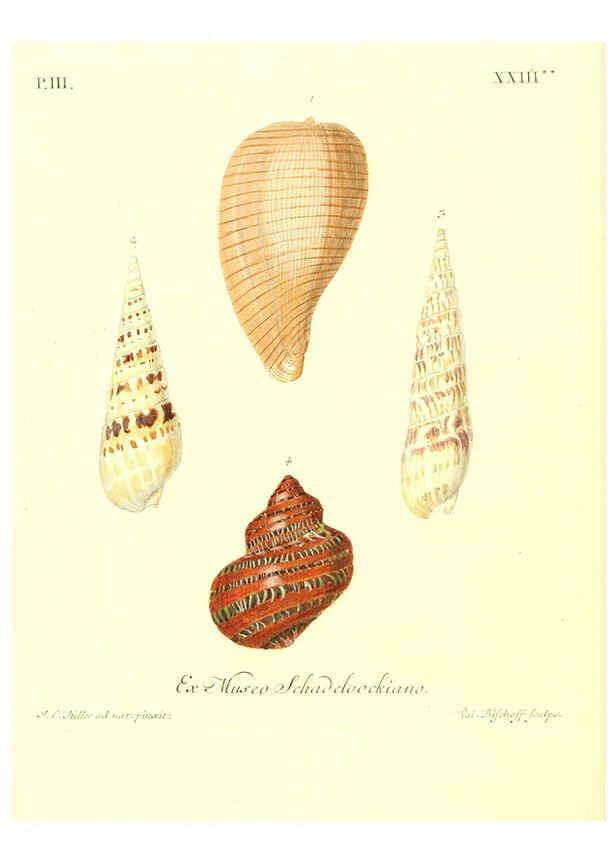 Reproducción/Reproduction 6032342558: Les delices des yeux et de l'esprit. v.1 ptie 1-3. [Nuremberg :George Wolffgang Knorr],1764-1773