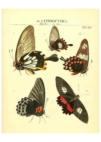 Reproducción/Reproduction 6031830235: Dr. Sulzers Abgekürtze Geschichte der Insecten Winterthur :Bey H. Steiner ...,1776