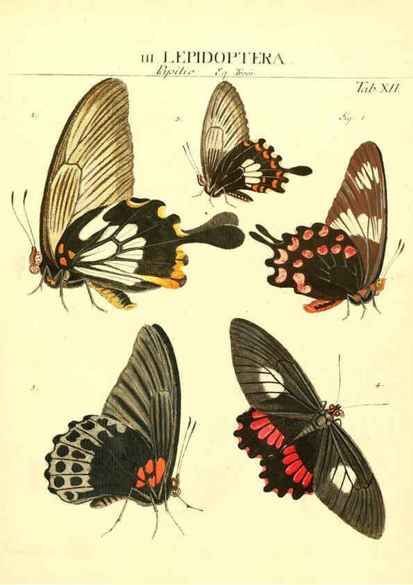 Reproducción/Reproduction 6031830235: Dr. Sulzers Abgekürtze Geschichte der Insecten Winterthur :Bey H. Steiner ...,1776
