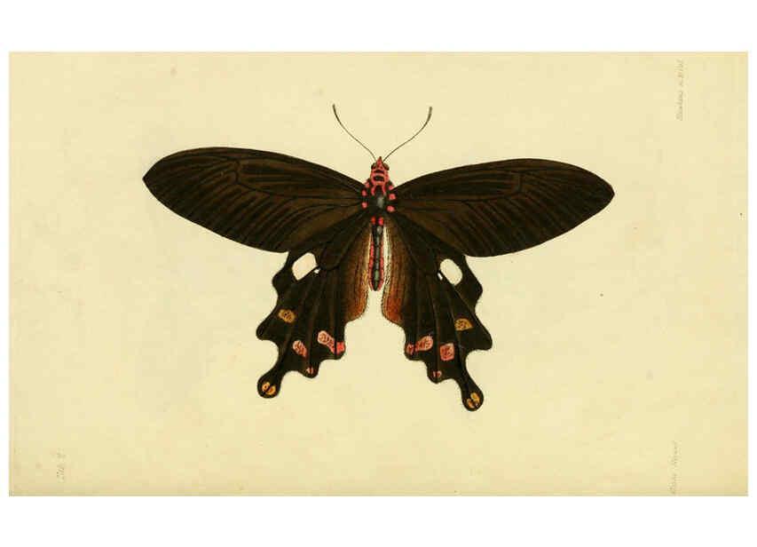 Reproducción/Reproduction 6032361820: Descriptions and figures of some new lepidopterous insects, chiefly from Nepal London :Longman, Brown, Green, and Longmans,1846