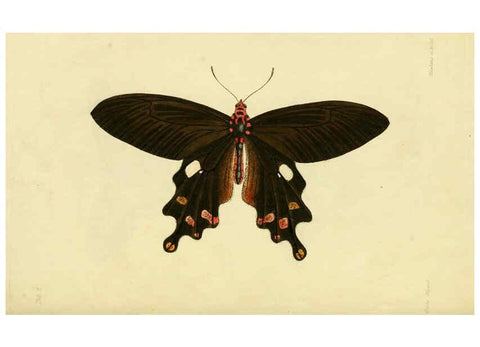Reproducción/Reproduction 6032361820: Descriptions and figures of some new lepidopterous insects, chiefly from Nepal London :Longman, Brown, Green, and Longmans,1846