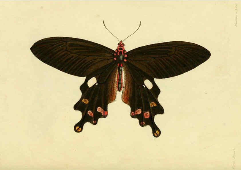 Reproducción/Reproduction 6032361820: Descriptions and figures of some new lepidopterous insects, chiefly from Nepal London :Longman, Brown, Green, and Longmans,1846