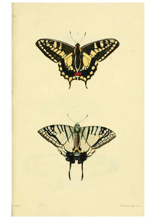 Reproducción/Reproduction 6031803035: Descriptions and figures of some new lepidopterous insects, chiefly from Nepal London :Longman, Brown, Green, and Longmans,1846