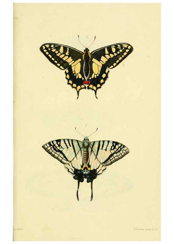 Reproducción/Reproduction 6031803035: Descriptions and figures of some new lepidopterous insects, chiefly from Nepal London :Longman, Brown, Green, and Longmans,1846