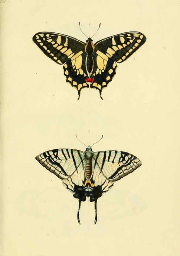 Reproducción/Reproduction 6031803035: Descriptions and figures of some new lepidopterous insects, chiefly from Nepal London :Longman, Brown, Green, and Longmans,1846