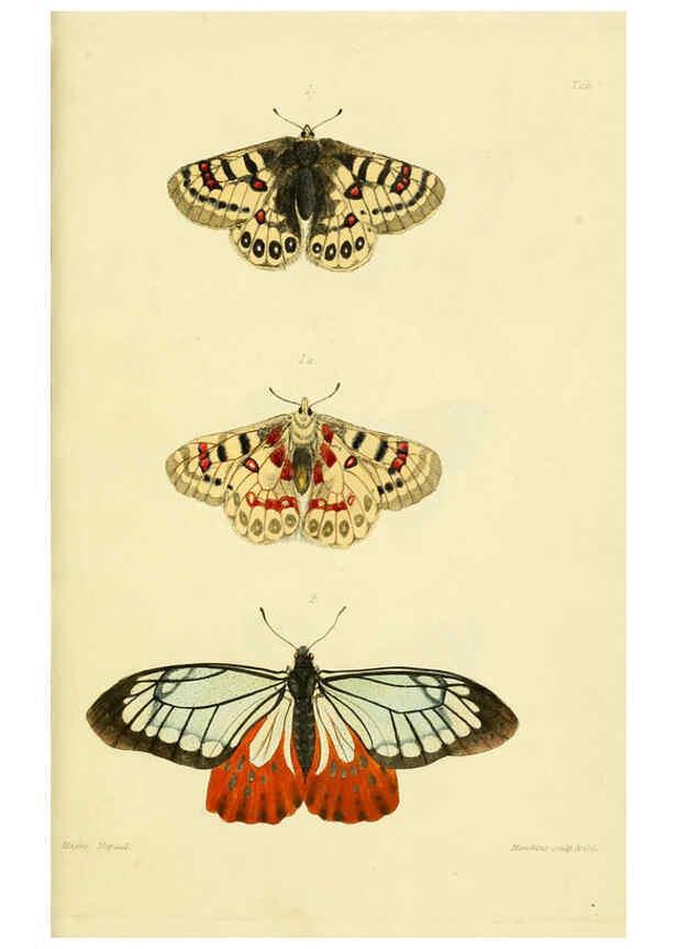 Reproducción/Reproduction 6031803487: Descriptions and figures of some new lepidopterous insects, chiefly from Nepal London :Longman, Brown, Green, and Longmans,1846