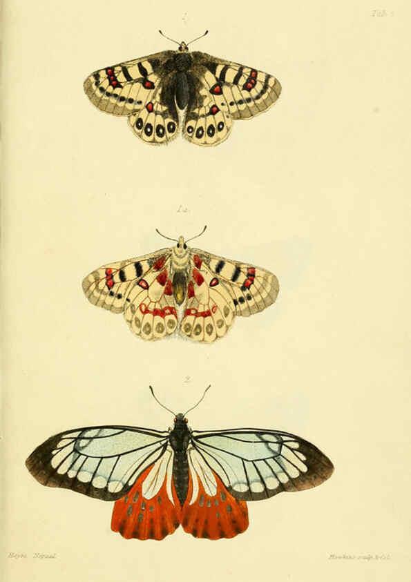 Reproducción/Reproduction 6031803487: Descriptions and figures of some new lepidopterous insects, chiefly from Nepal London :Longman, Brown, Green, and Longmans,1846