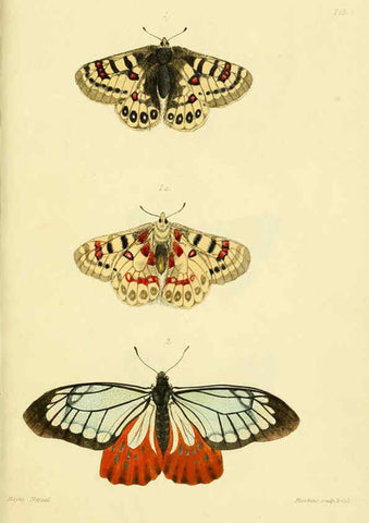 Reproducción/Reproduction 6031803487: Descriptions and figures of some new lepidopterous insects, chiefly from Nepal London :Longman, Brown, Green, and Longmans,1846