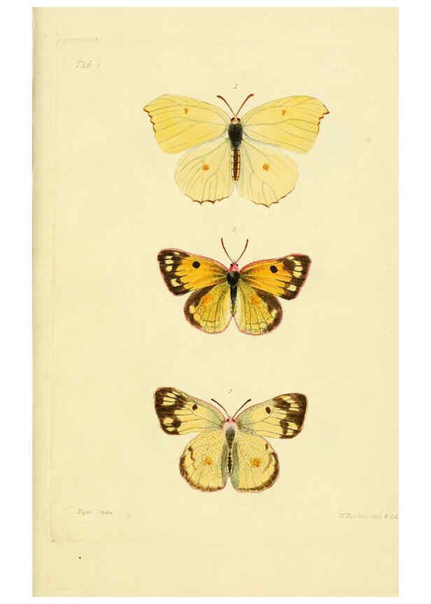 Reproducción/Reproduction 6031803711: Descriptions and figures of some new lepidopterous insects, chiefly from Nepal London :Longman, Brown, Green, and Longmans,1846