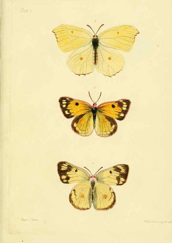 Reproducción/Reproduction 6031803711: Descriptions and figures of some new lepidopterous insects, chiefly from Nepal London :Longman, Brown, Green, and Longmans,1846