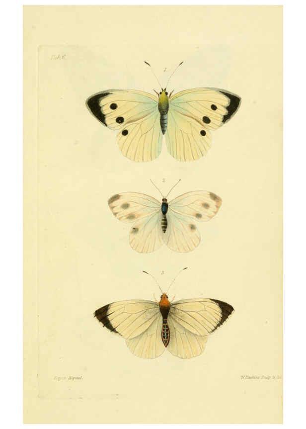 Reproducción/Reproduction 6032362884: Descriptions and figures of some new lepidopterous insects, chiefly from Nepal London :Longman, Brown, Green, and Longmans,1846