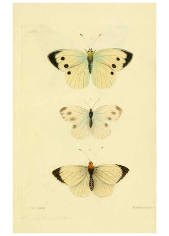 Reproducción/Reproduction 6032362884: Descriptions and figures of some new lepidopterous insects, chiefly from Nepal London :Longman, Brown, Green, and Longmans,1846