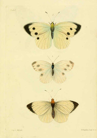 Reproducción/Reproduction 6032362884: Descriptions and figures of some new lepidopterous insects, chiefly from Nepal London :Longman, Brown, Green, and Longmans,1846