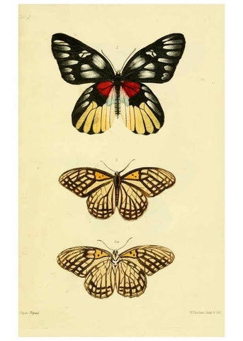 Reproducción/Reproduction 6031804077: Descriptions and figures of some new lepidopterous insects, chiefly from Nepal London :Longman, Brown, Green, and Longmans,1846