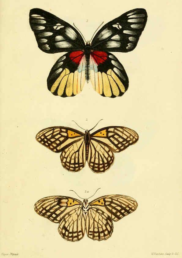 Reproducción/Reproduction 6031804077: Descriptions and figures of some new lepidopterous insects, chiefly from Nepal London :Longman, Brown, Green, and Longmans,1846