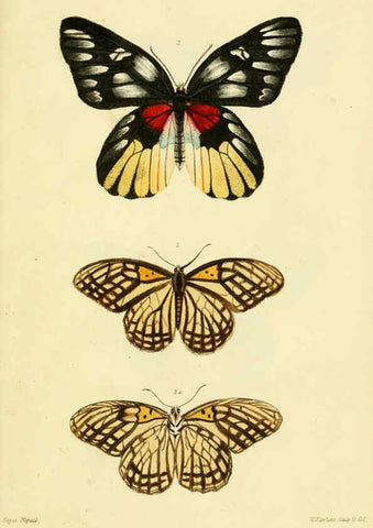 Reproducción/Reproduction 6031804077: Descriptions and figures of some new lepidopterous insects, chiefly from Nepal London :Longman, Brown, Green, and Longmans,1846