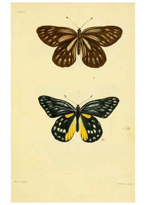 Reproducción/Reproduction 6031804247: Descriptions and figures of some new lepidopterous insects, chiefly from Nepal London :Longman, Brown, Green, and Longmans,1846