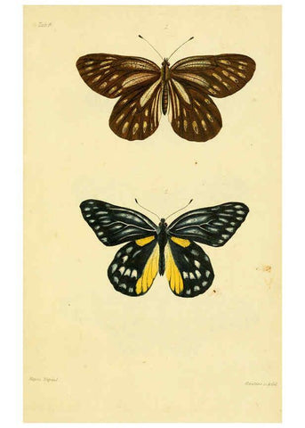 Reproducción/Reproduction 6031804247: Descriptions and figures of some new lepidopterous insects, chiefly from Nepal London :Longman, Brown, Green, and Longmans,1846