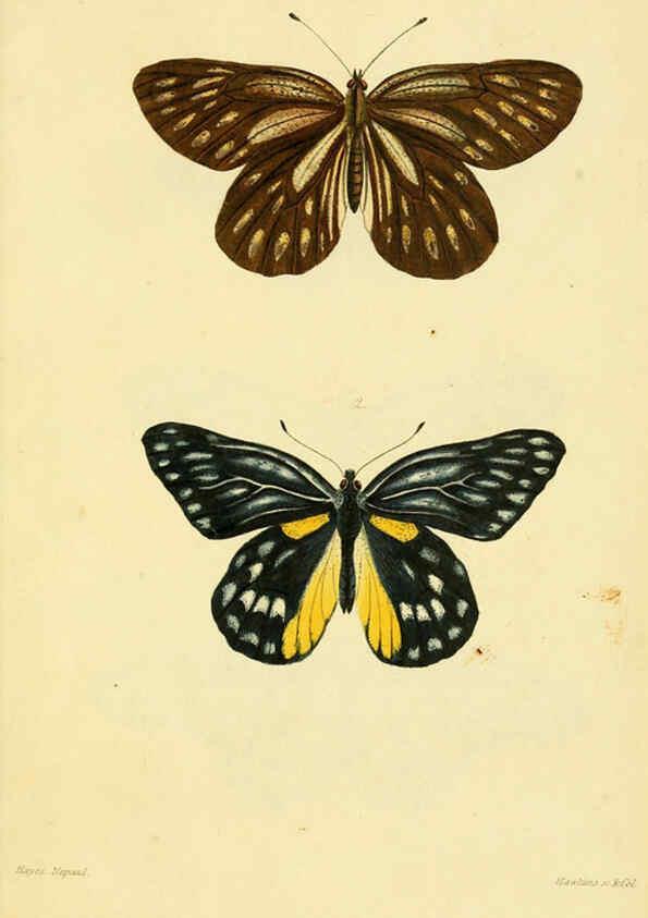 Reproducción/Reproduction 6031804247: Descriptions and figures of some new lepidopterous insects, chiefly from Nepal London :Longman, Brown, Green, and Longmans,1846