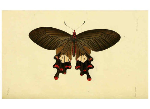 Reproducción/Reproduction 6031802637: Descriptions and figures of some new lepidopterous insects, chiefly from Nepal London :Longman, Brown, Green, and Longmans,1846