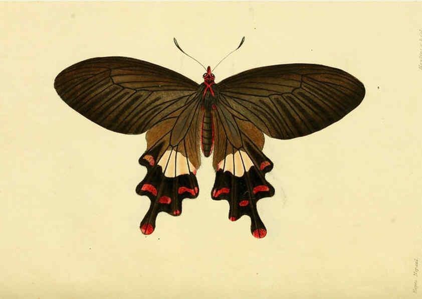 Reproducción/Reproduction 6031802637: Descriptions and figures of some new lepidopterous insects, chiefly from Nepal London :Longman, Brown, Green, and Longmans,1846