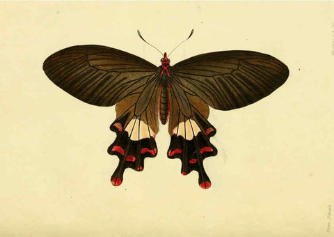 Reproducción/Reproduction 6031802637: Descriptions and figures of some new lepidopterous insects, chiefly from Nepal London :Longman, Brown, Green, and Longmans,1846