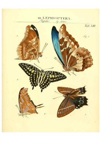 Reproducción/Reproduction 6032389806: Dr. Sulzers Abgekürtze Geschichte der Insecten Winterthur :Bey H. Steiner ...,1776