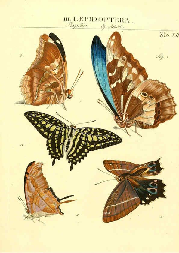 Reproducción/Reproduction 6032389806: Dr. Sulzers Abgekürtze Geschichte der Insecten Winterthur :Bey H. Steiner ...,1776