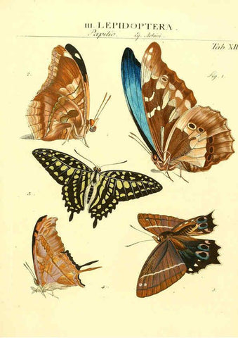 Reproducción/Reproduction 6032389806: Dr. Sulzers Abgekürtze Geschichte der Insecten Winterthur :Bey H. Steiner ...,1776