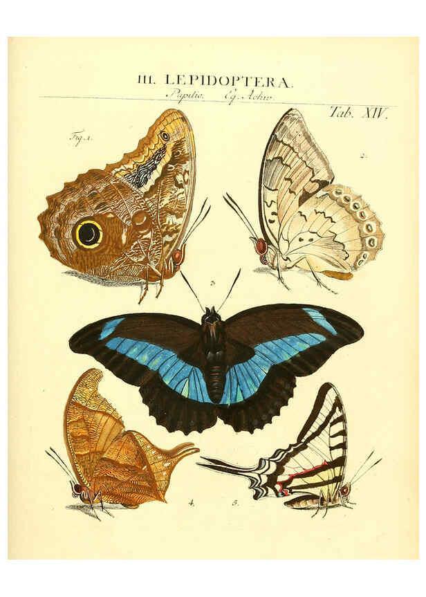 Reproducción/Reproduction 6032390116: Dr. Sulzers Abgekürtze Geschichte der Insecten Winterthur :Bey H. Steiner ...,1776
