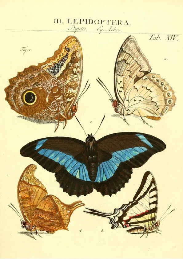 Reproducción/Reproduction 6032390116: Dr. Sulzers Abgekürtze Geschichte der Insecten Winterthur :Bey H. Steiner ...,1776