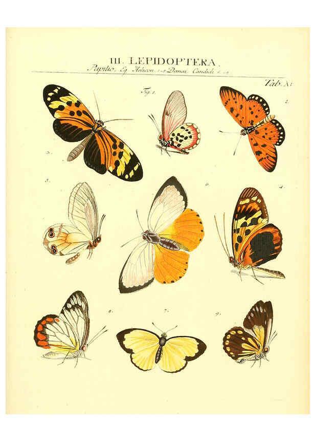 Reproducción/Reproduction 6032390412: Dr. Sulzers Abgekürtze Geschichte der Insecten Winterthur :Bey H. Steiner ...,1776