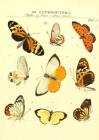 Reproducción/Reproduction 6032390412: Dr. Sulzers Abgekürtze Geschichte der Insecten Winterthur :Bey H. Steiner ...,1776