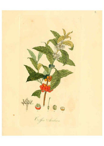 Reproducción/Reproduction 6031966809: Flora medica, oder, Abbildung der wichtigsten officinellen Pflanzen Jena,August Schmid,1831 [i.e. 1829-1831] 
