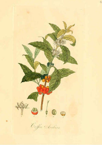 Reproducción/Reproduction 6031966809: Flora medica, oder, Abbildung der wichtigsten officinellen Pflanzen Jena,August Schmid,1831 [i.e. 1829-1831] 