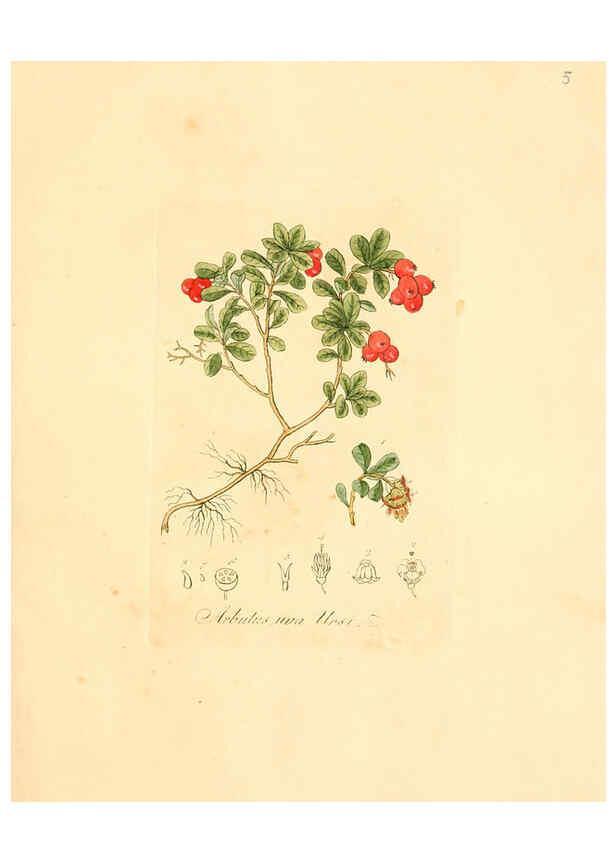 Reproducción/Reproduction 6031967029: Flora medica, oder, Abbildung der wichtigsten officinellen Pflanzen Jena,August Schmid,1831 [i.e. 1829-1831] 