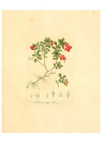 Reproducción/Reproduction 6031967029: Flora medica, oder, Abbildung der wichtigsten officinellen Pflanzen Jena,August Schmid,1831 [i.e. 1829-1831] 