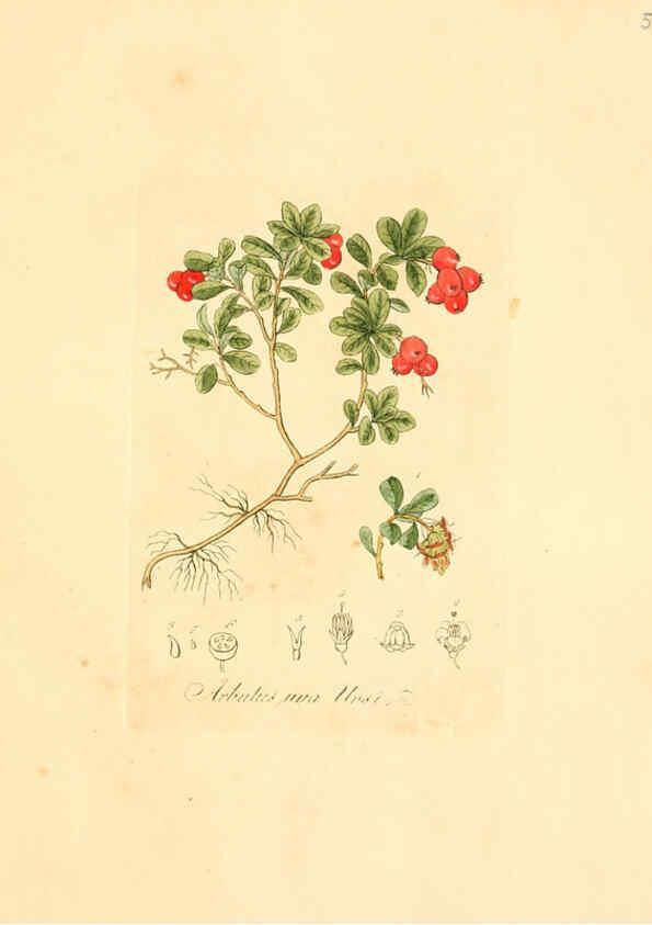 Reproducción/Reproduction 6031967029: Flora medica, oder, Abbildung der wichtigsten officinellen Pflanzen Jena,August Schmid,1831 [i.e. 1829-1831] 