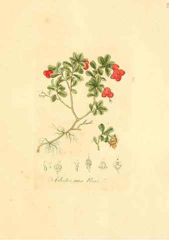 Reproducción/Reproduction 6031967029: Flora medica, oder, Abbildung der wichtigsten officinellen Pflanzen Jena,August Schmid,1831 [i.e. 1829-1831] 