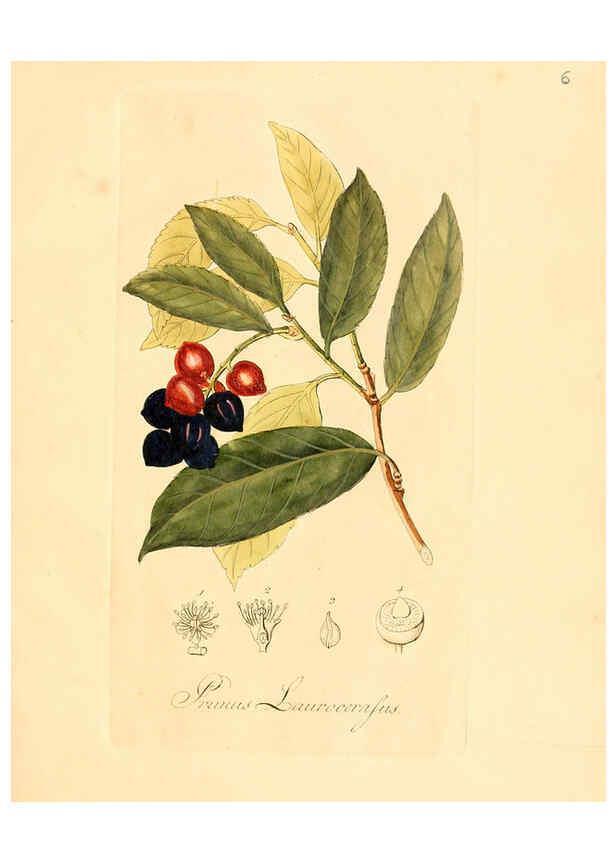 Reproducción/Reproduction 6031967269: Flora medica, oder, Abbildung der wichtigsten officinellen Pflanzen Jena,August Schmid,1831 [i.e. 1829-1831] 