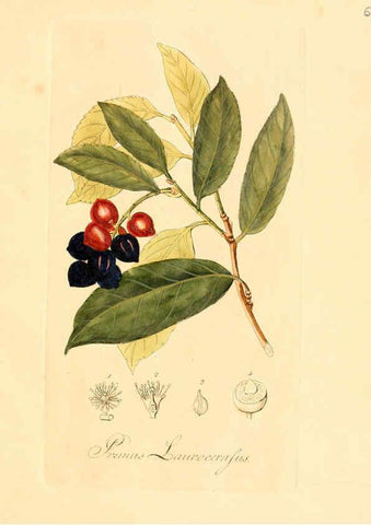 Reproducción/Reproduction 6031967269: Flora medica, oder, Abbildung der wichtigsten officinellen Pflanzen Jena,August Schmid,1831 [i.e. 1829-1831] 