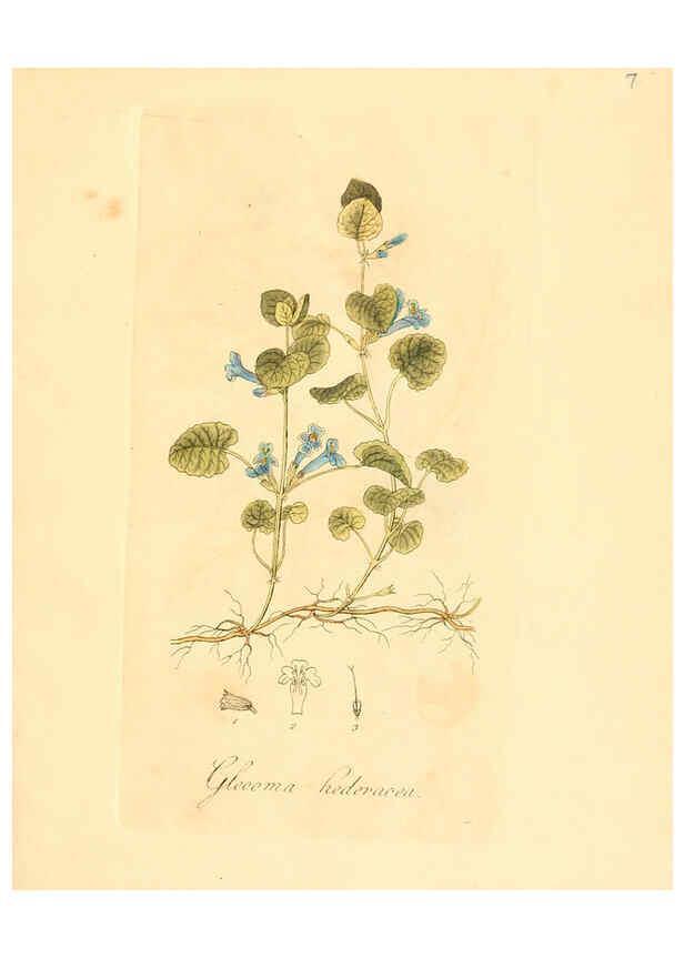 Reproducción/Reproduction 6031967465: Flora medica, oder, Abbildung der wichtigsten officinellen Pflanzen Jena,August Schmid,1831 [i.e. 1829-1831] 