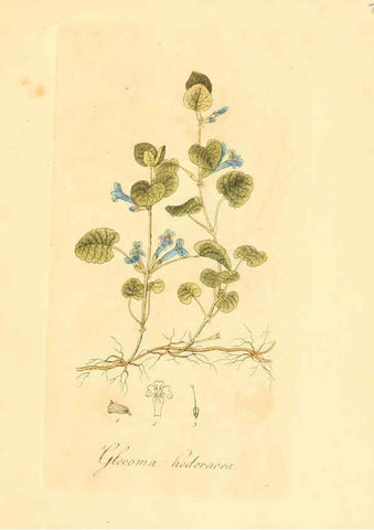 Reproducción/Reproduction 6031967465: Flora medica, oder, Abbildung der wichtigsten officinellen Pflanzen Jena,August Schmid,1831 [i.e. 1829-1831] 