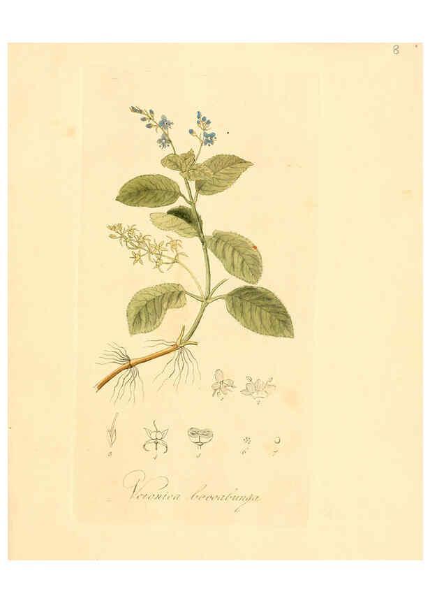 Reproducción/Reproduction 6032527248: Flora medica, oder, Abbildung der wichtigsten officinellen Pflanzen Jena,August Schmid,1831 [i.e. 1829-1831] 
