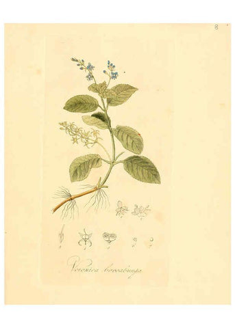 Reproducción/Reproduction 6032527248: Flora medica, oder, Abbildung der wichtigsten officinellen Pflanzen Jena,August Schmid,1831 [i.e. 1829-1831] 