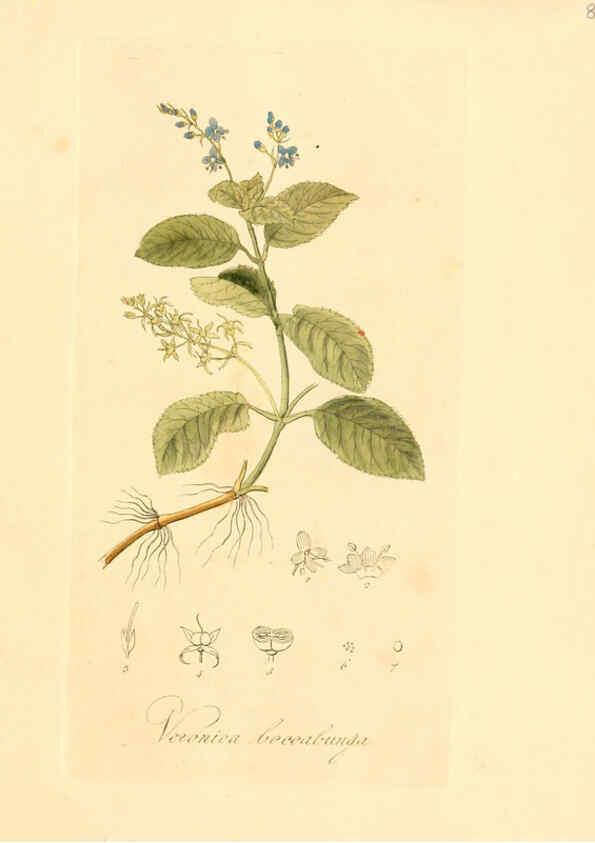 Reproducción/Reproduction 6032527248: Flora medica, oder, Abbildung der wichtigsten officinellen Pflanzen Jena,August Schmid,1831 [i.e. 1829-1831] 