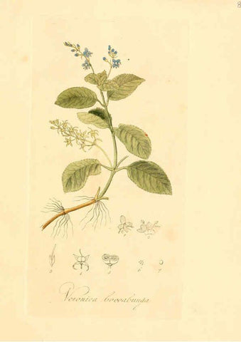 Reproducción/Reproduction 6032527248: Flora medica, oder, Abbildung der wichtigsten officinellen Pflanzen Jena,August Schmid,1831 [i.e. 1829-1831] 
