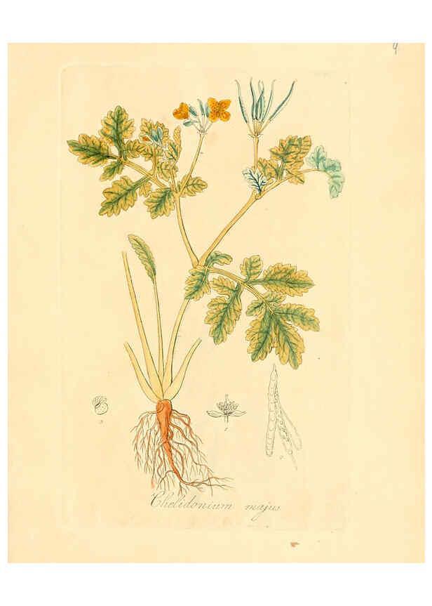 Reproducción/Reproduction 6031967947: Flora medica, oder, Abbildung der wichtigsten officinellen Pflanzen Jena,August Schmid,1831 [i.e. 1829-1831] 