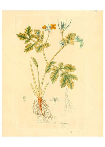 Reproducción/Reproduction 6031967947: Flora medica, oder, Abbildung der wichtigsten officinellen Pflanzen Jena,August Schmid,1831 [i.e. 1829-1831] 